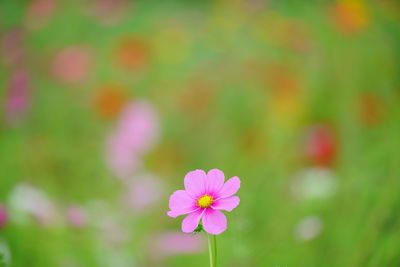 Close-up of pink cosmos flower on field