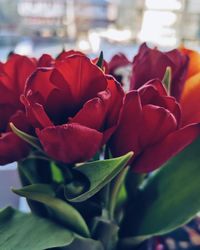 Close-up of rose bouquet