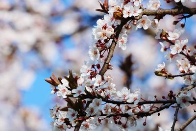 Close-up of cherry blossom