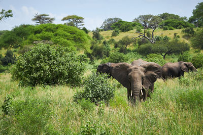 View of elephant on field