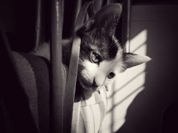 Close-up portrait of cat at home