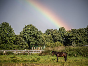 Horse grazing on field against rainbow in sky