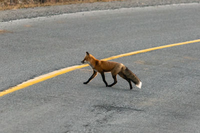 Lone red fox in natural habitat, alberta park