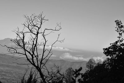 Low angle view of bare tree against sky