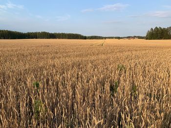 Scenic view of field against sky