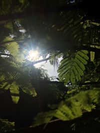 Low angle view of plants against sky