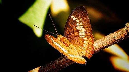 Close-up of butterfly on leaf
