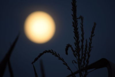 Low angle view of plants against sky at sunset