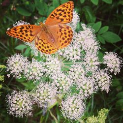Close-up of butterfly on flower