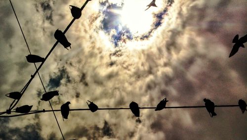 Low angle view of silhouette birds against sky