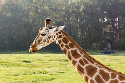 Giraffe grazing on landscape