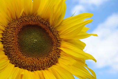 Close-up of sunflower