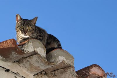 Low angle view of cat against clear blue sky