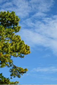 Low angle view of trees against sky