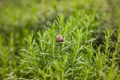 Close-up of insect on grass