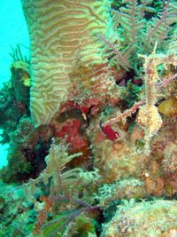 Close-up of coral underwater