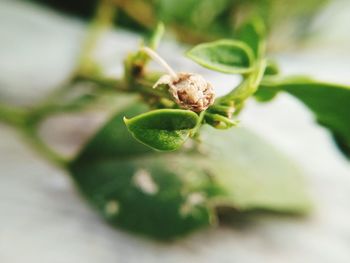 Close-up of plant