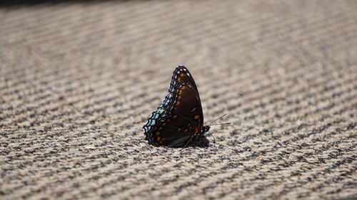 Close-up of butterfly