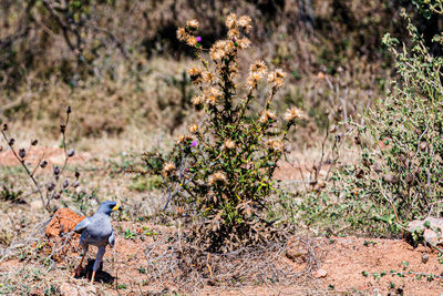 wildlife