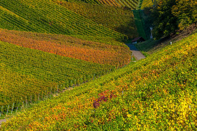 Scenic view of vineyard