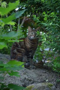 Portrait of cat sitting on plant