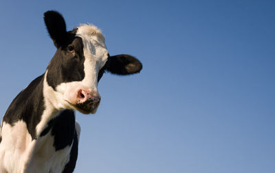 Black and white holstein cow