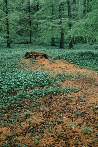 Scenic view of forest