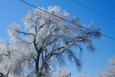 Low angle view of trees against blue sky