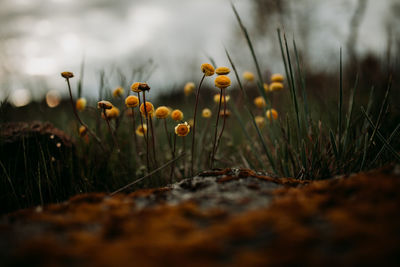 Close-up of yellow flowers growing on field