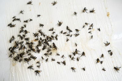 High angle view of bees on wooden table