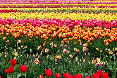 Red tulips in field