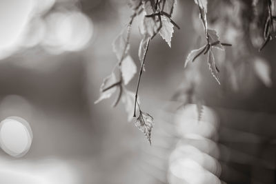 Close-up of leaves