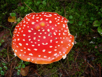 Close-up of mushroom growing in forest