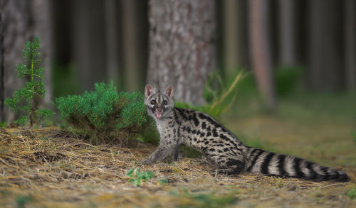 animal