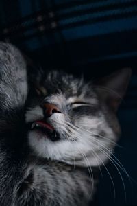 Close-up of cat with eyes closed