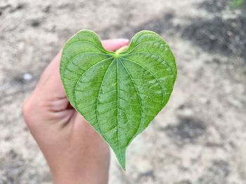 Close-up of cropped hand holding heart shape leaf