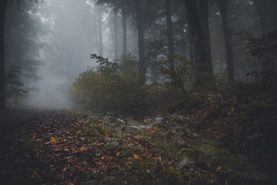 Trees growing in forest during autumn