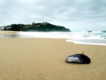 Dead animal on sand at beach against cloudy sky