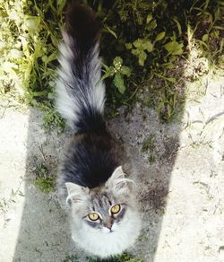 High angle portrait of cat by plants