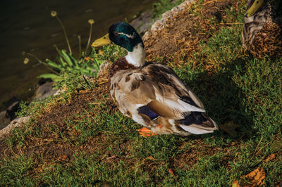 Close-up of birds on field