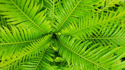 Full frame shot of green leaves