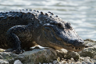 Close-up of crocodile at lake