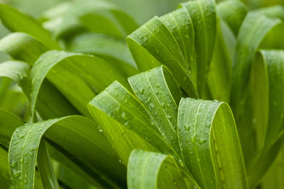 Detail of green leaves of tropical plants and bathed in dew drops as a conservative background.