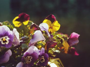 Close-up of pink flowering plants