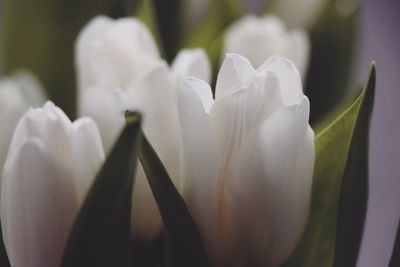 Close-up of crocus blooming outdoors