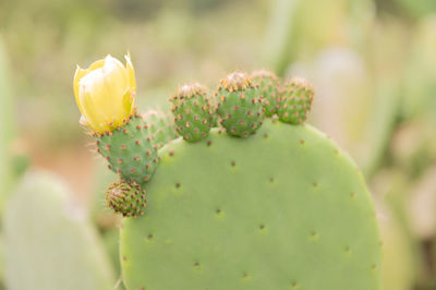 Close-up of prickly pear cactus