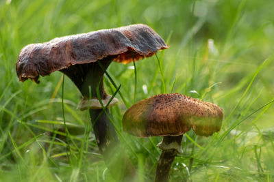 Big brown mushrooms in a forest found on mushrooming tour in autumn with brown foliage