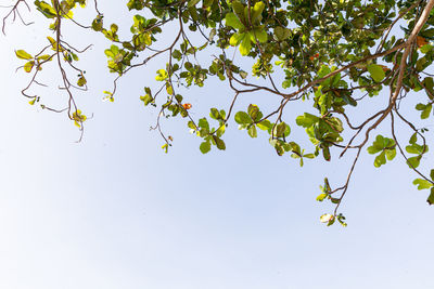 Low angle view of tree against clear sky