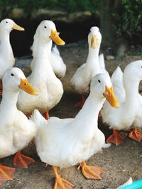 Close-up view of birds