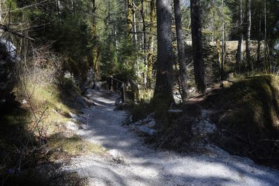 Stream flowing amidst trees in forest